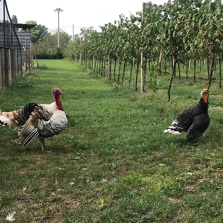 La Montina * Ponti sul Mincio