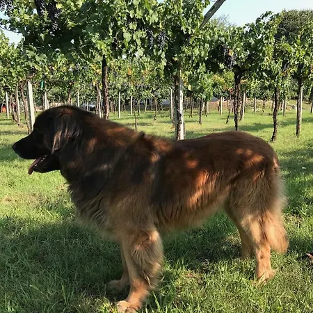 La Montina *